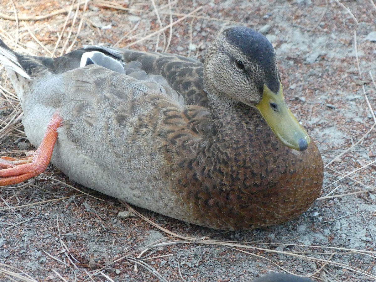 Canard colvert - ML620887916