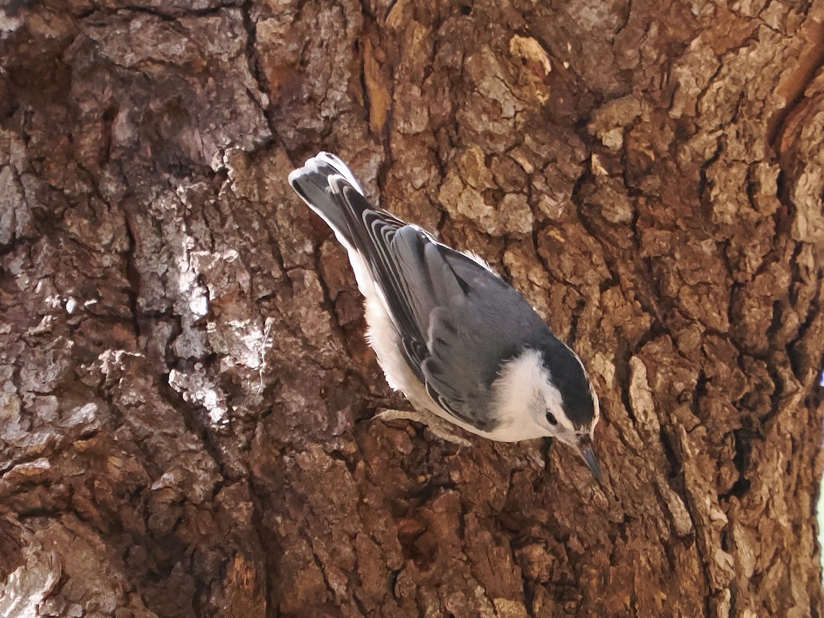 White-breasted Nuthatch - ML620887917