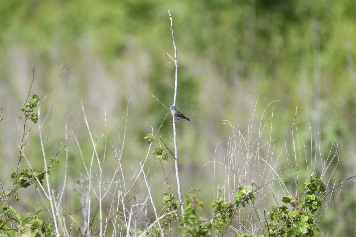 Northern Parula - Daniel Denman