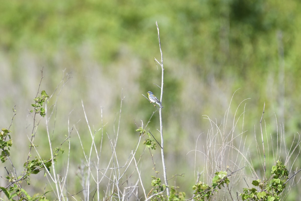 Northern Parula - ML620887921