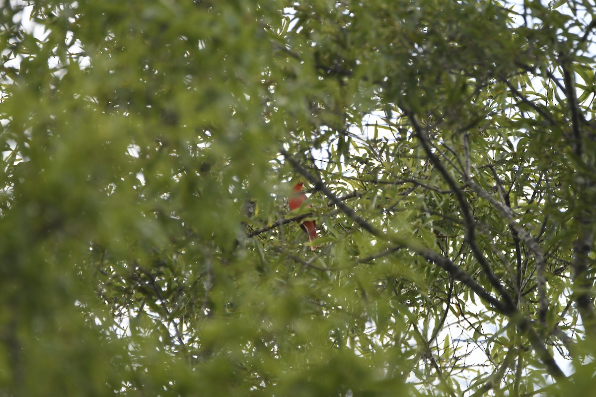 Scarlet Tanager - Daniel Denman