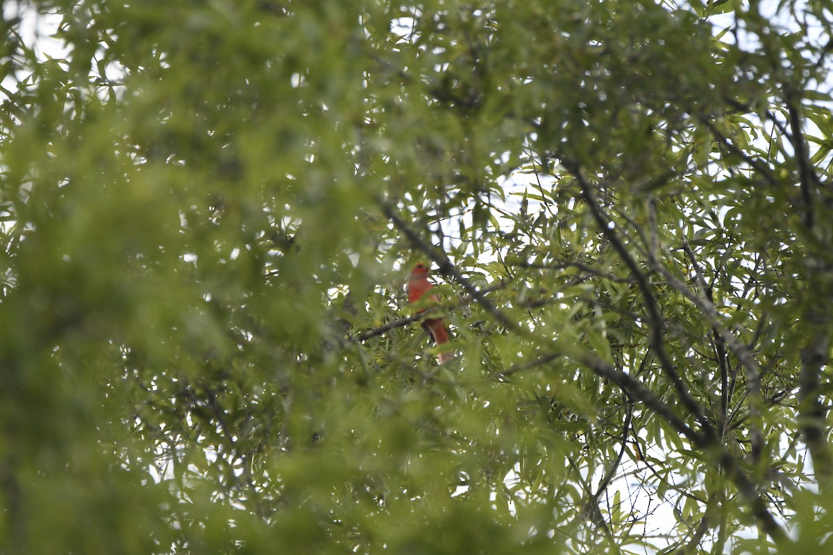 Scarlet Tanager - ML620887928