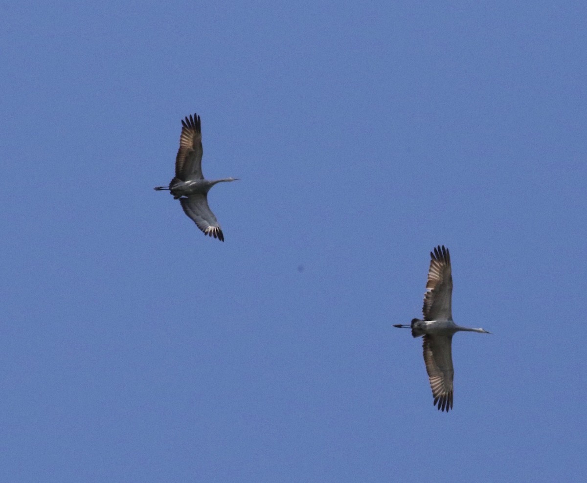 Sandhill Crane - ML620887930