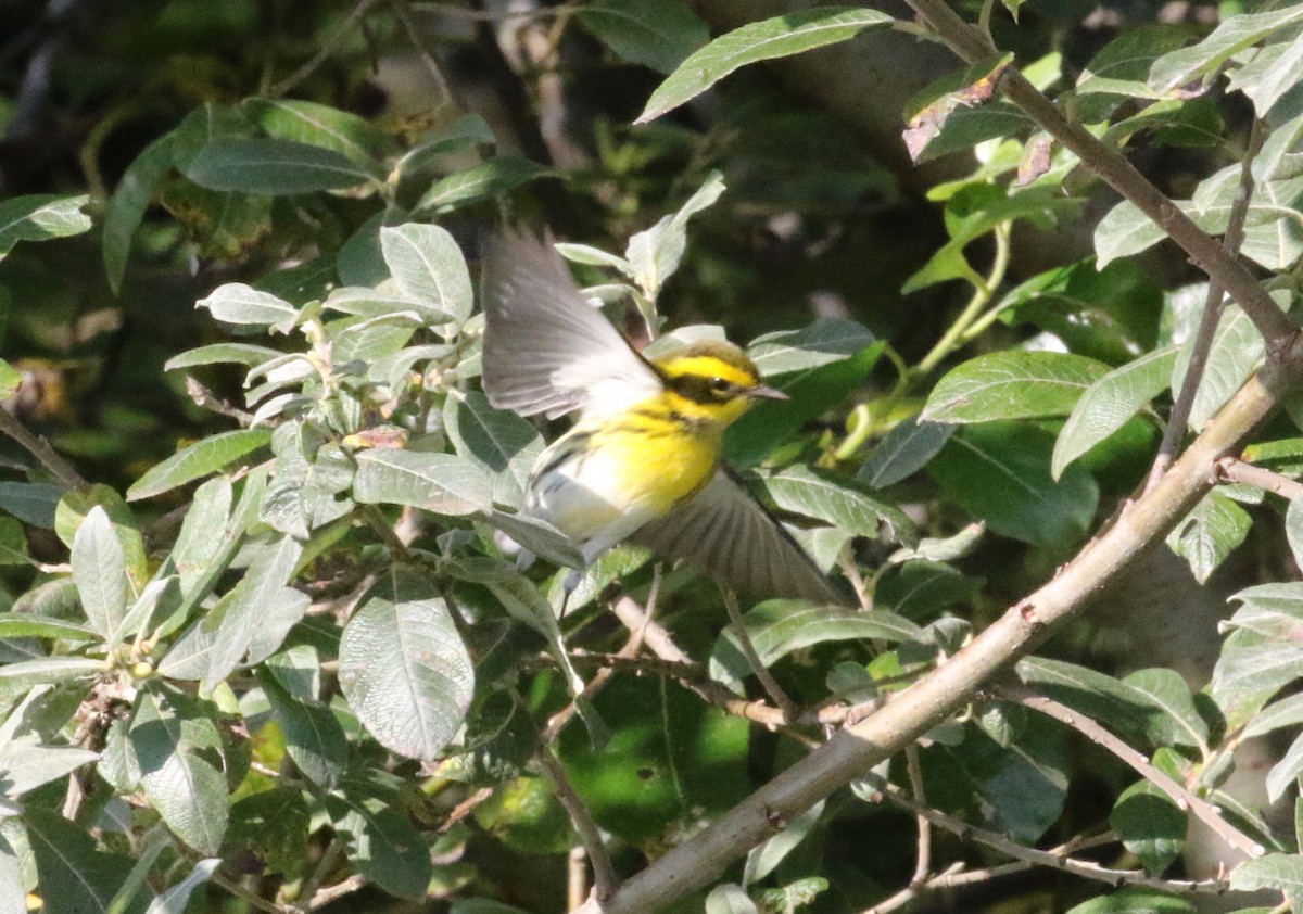 Townsend's Warbler - ML620887933