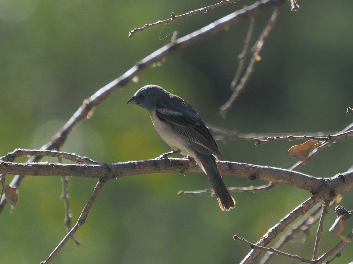 Lazuli Bunting - ML620887935