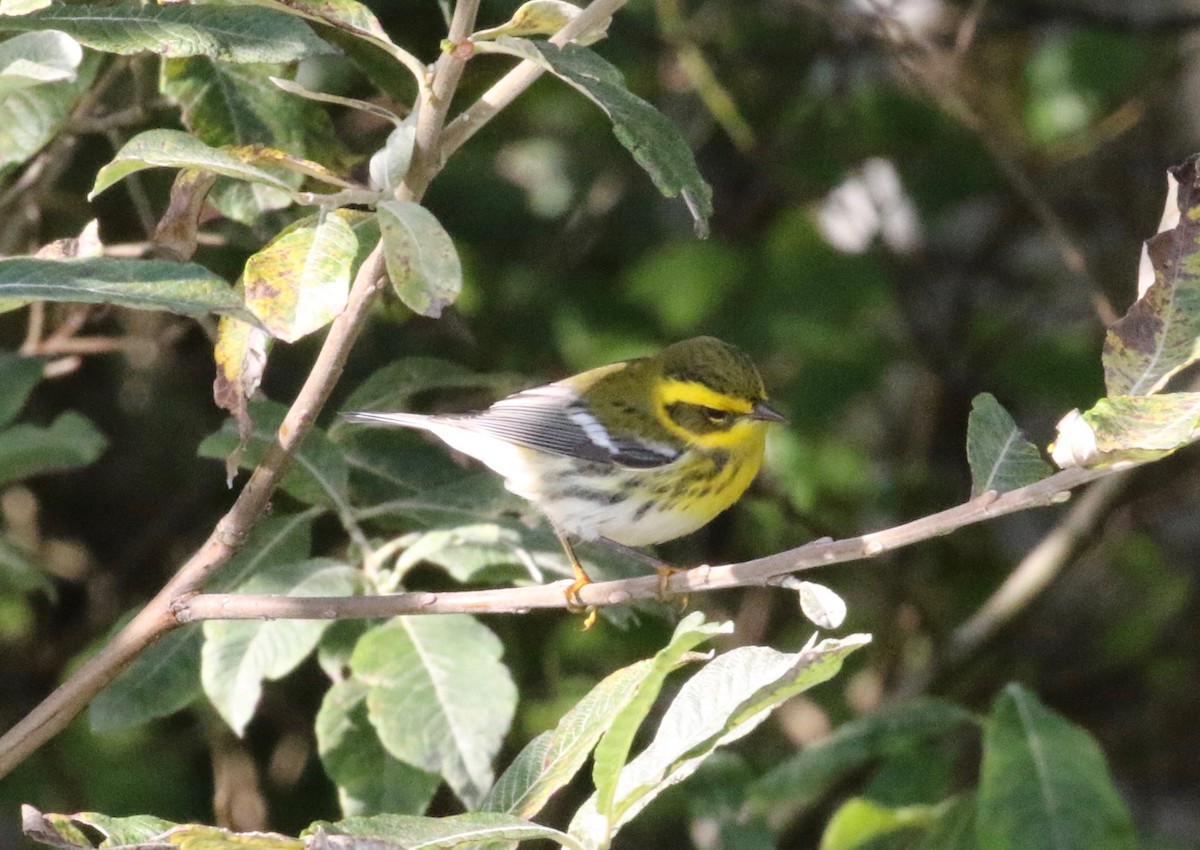 Townsend's Warbler - ML620887936