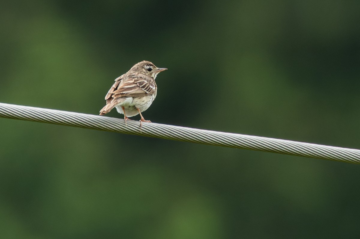 Meadow Pipit - ML620887939