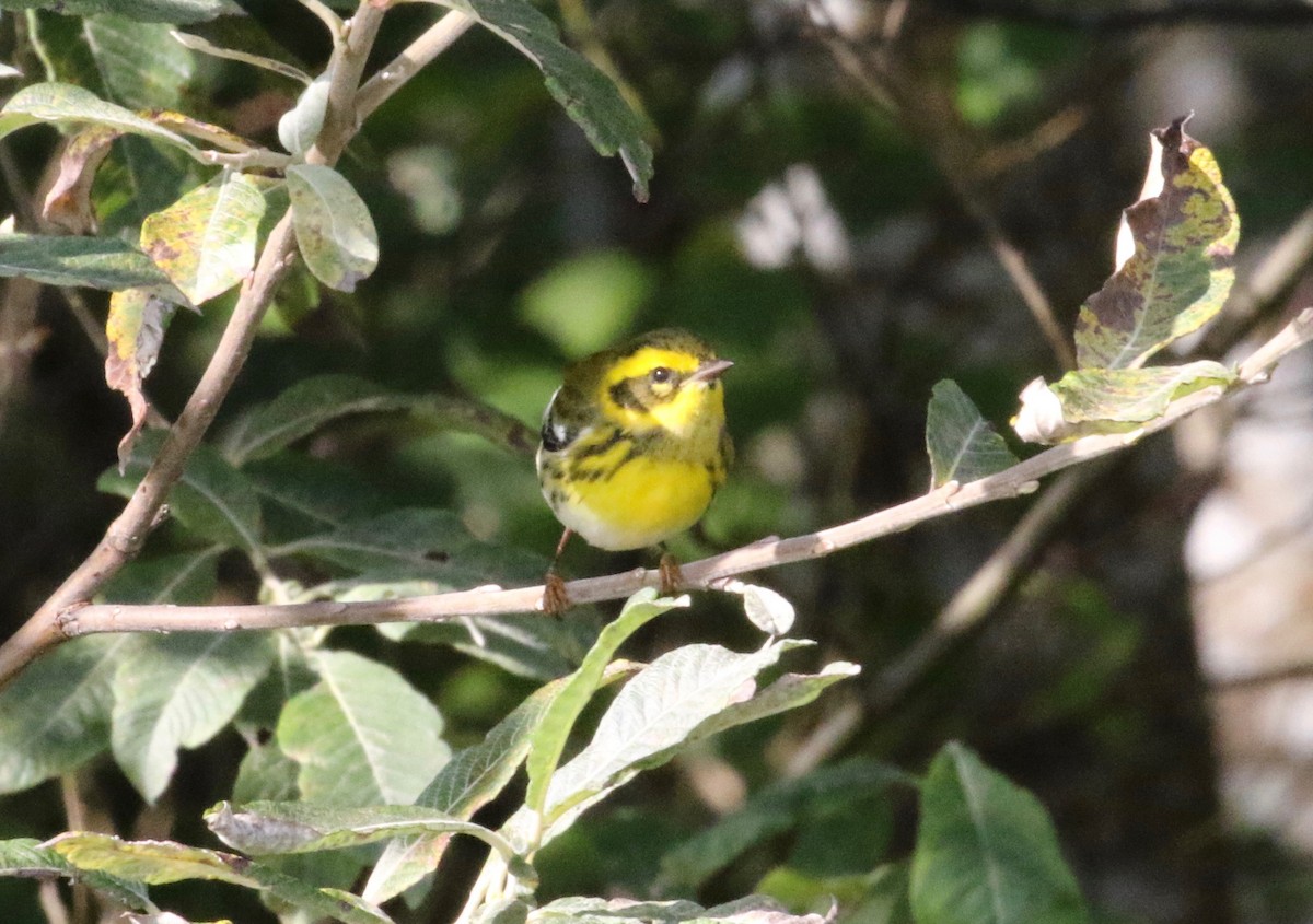 Townsend's Warbler - ML620887940