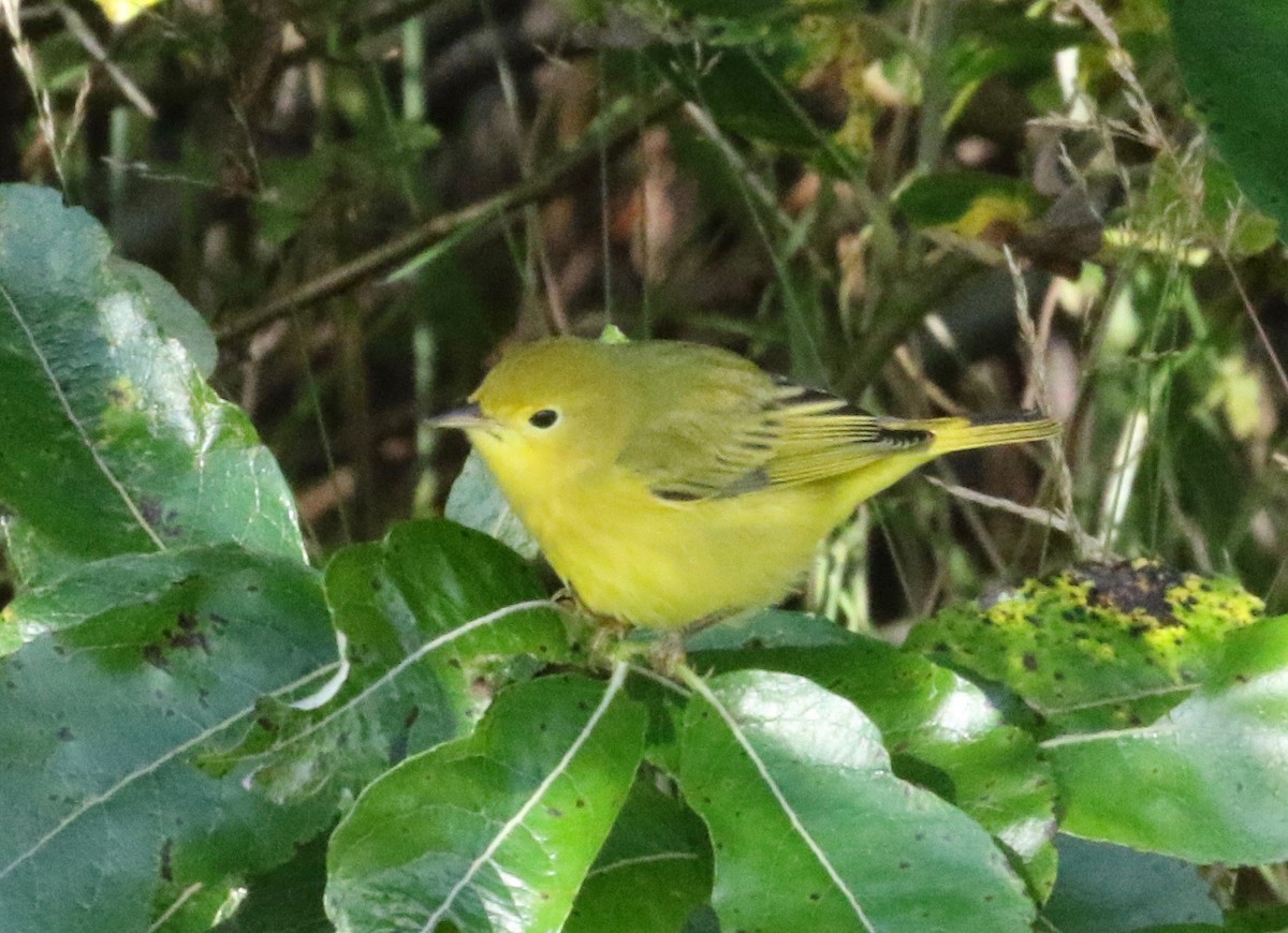 Yellow Warbler - ML620887941