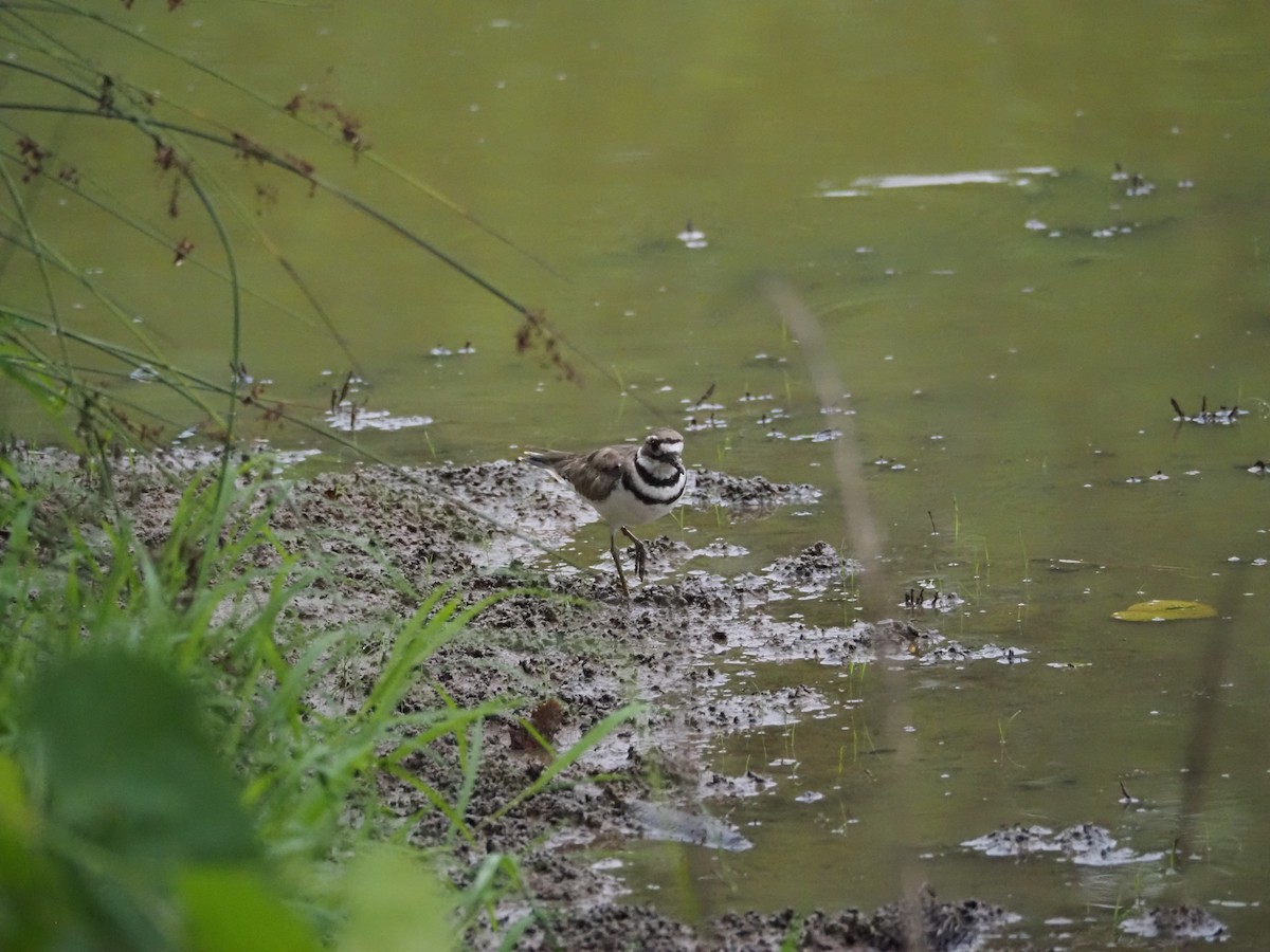 Killdeer - ML620887944