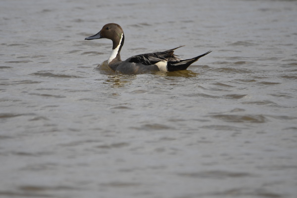 Northern Pintail - ML620887946