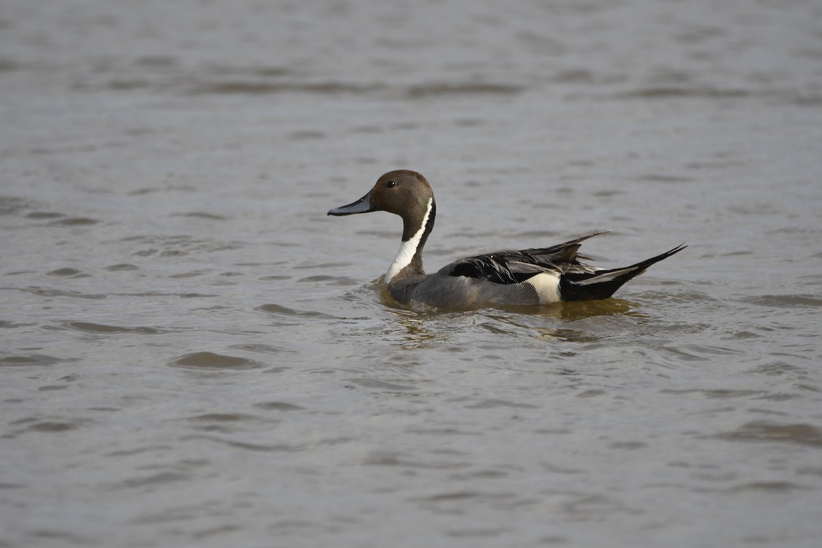 Northern Pintail - ML620887947