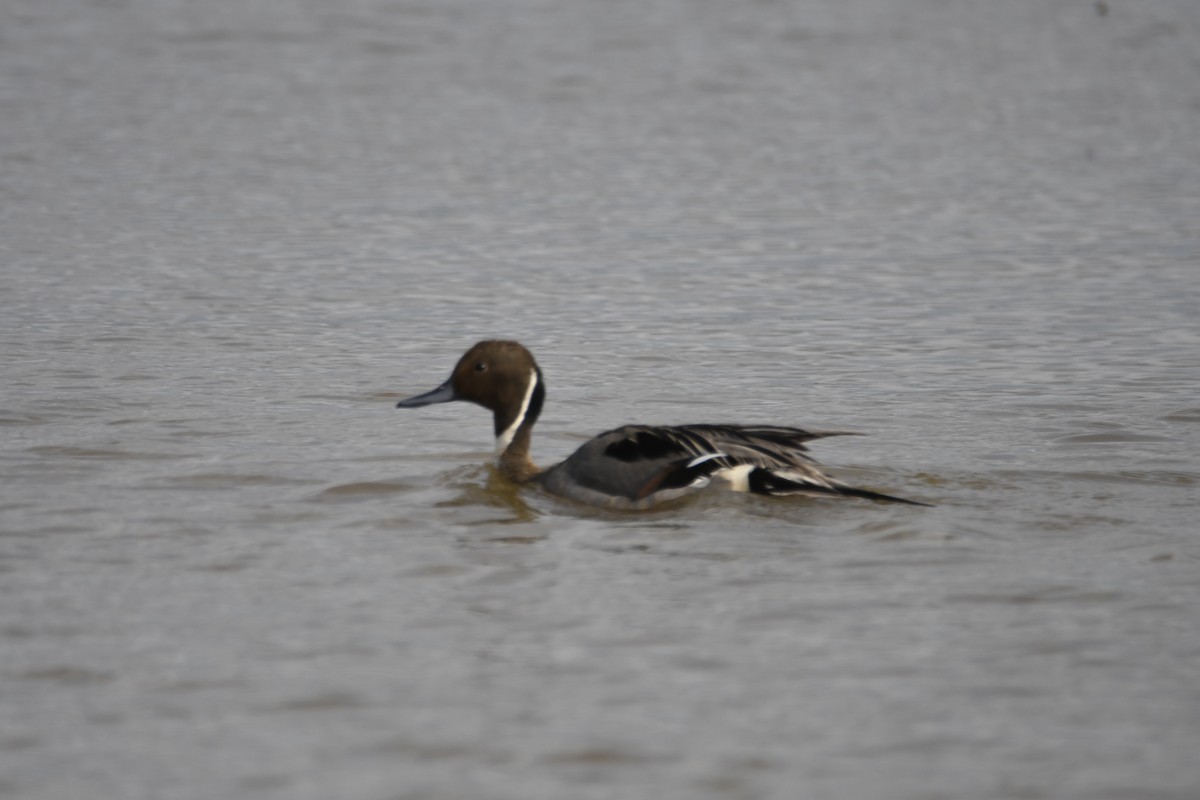 Northern Pintail - ML620887948