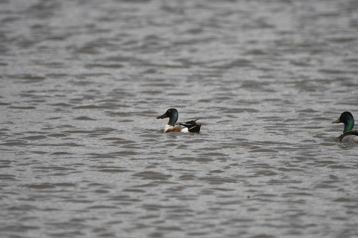 Northern Shoveler - ML620887950