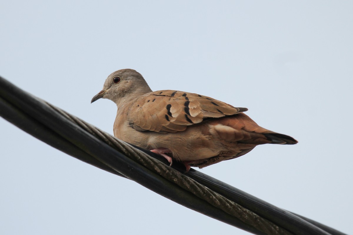 Ruddy Ground Dove - ML620887951