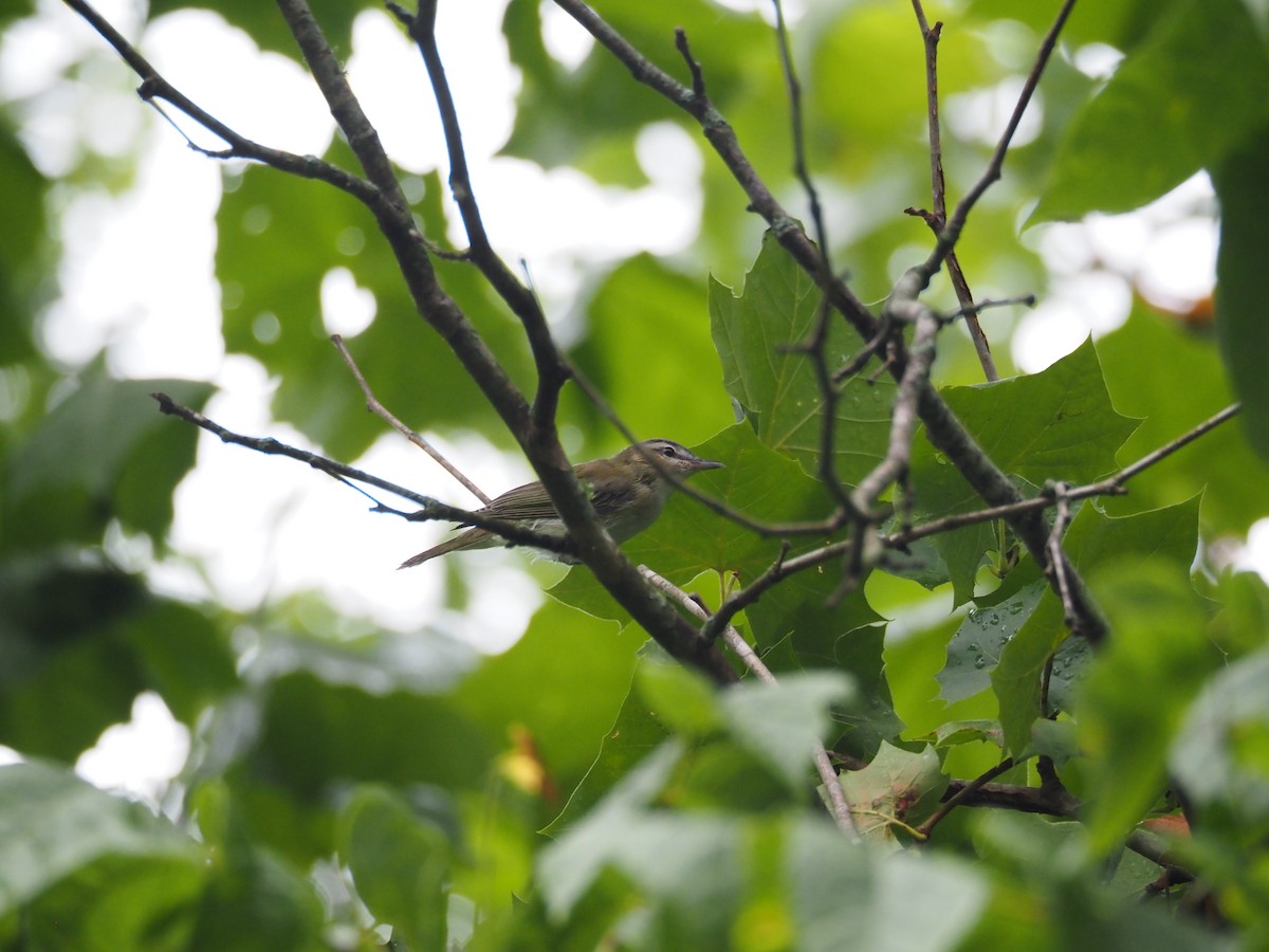 Red-eyed Vireo - ML620887954