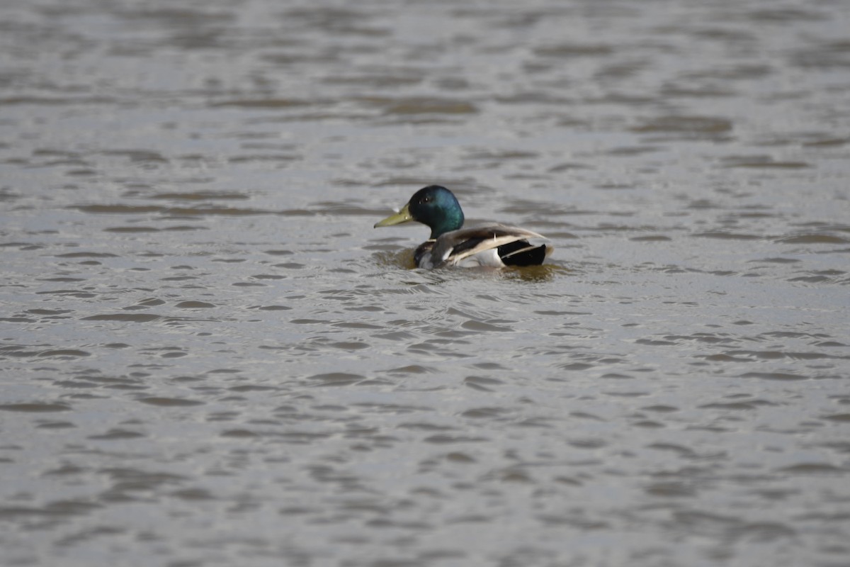 Canard colvert - ML620887955