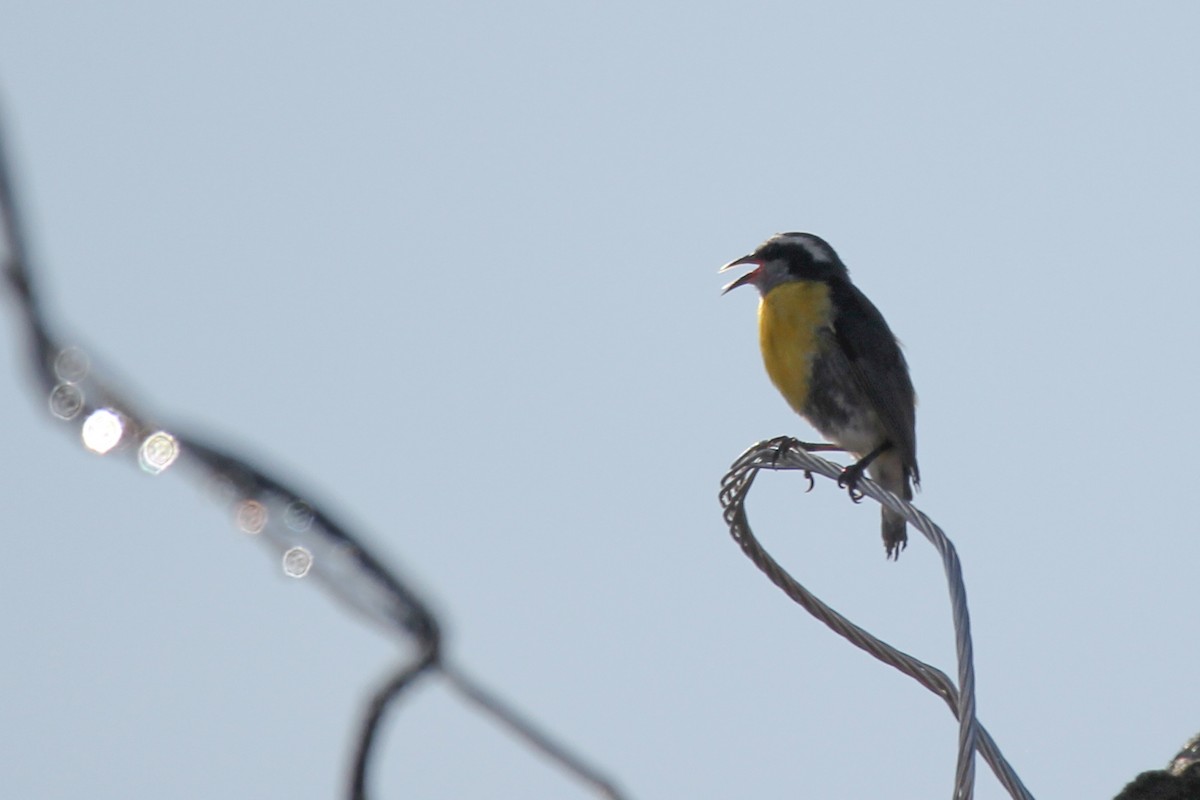 Sucrier à ventre jaune - ML620887956