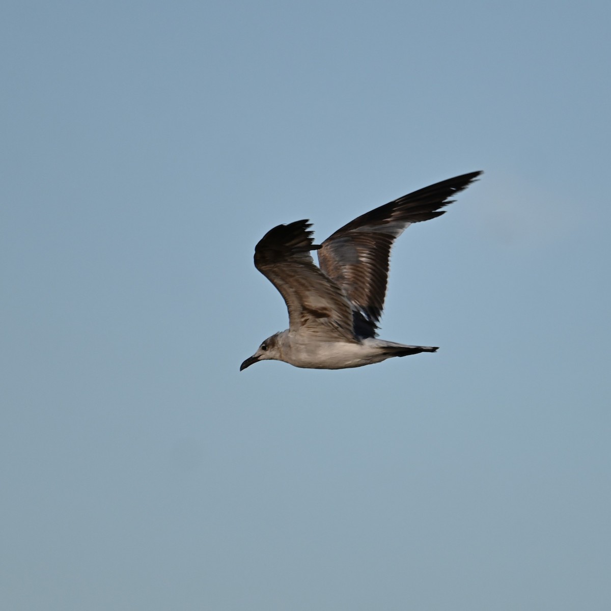 Laughing Gull - ML620887958