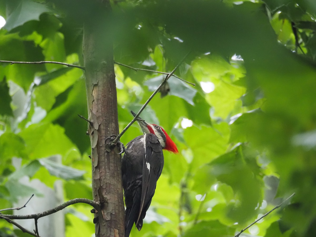Pileated Woodpecker - ML620887962