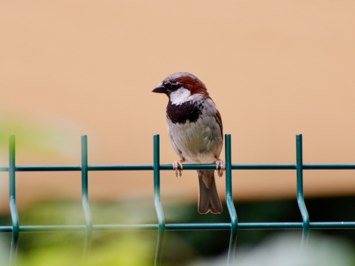 Moineau domestique - ML620887965