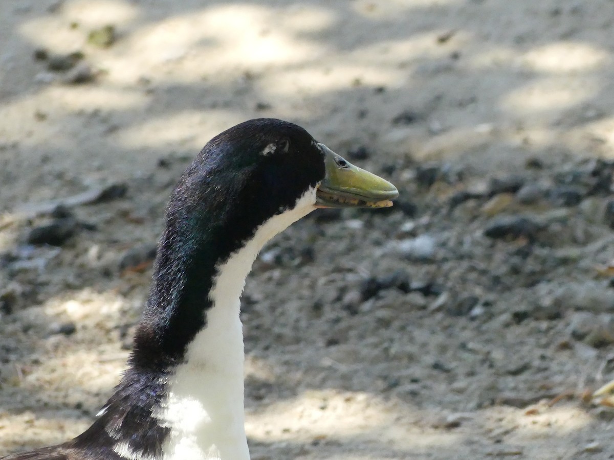 Canard colvert (forme domestique) - ML620887968