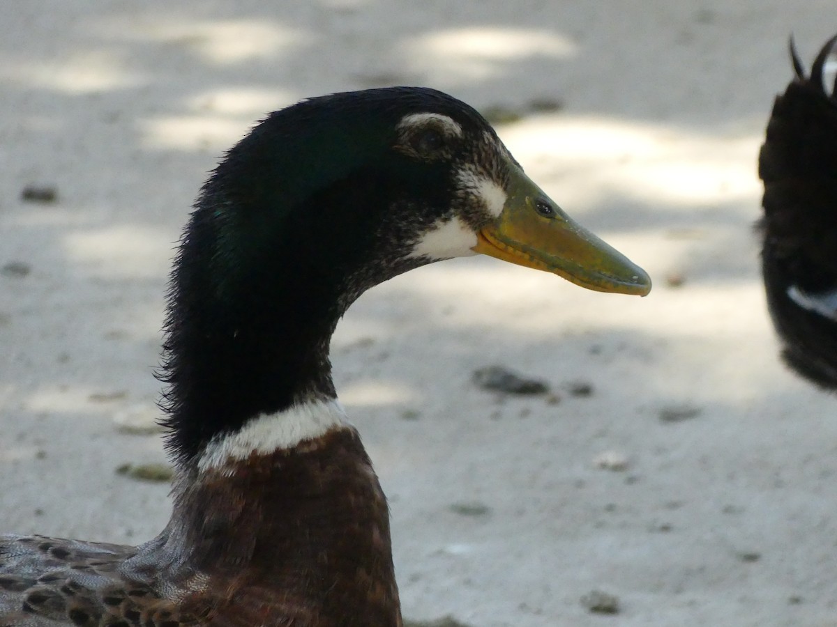 Mallard (Domestic type) - ML620887974