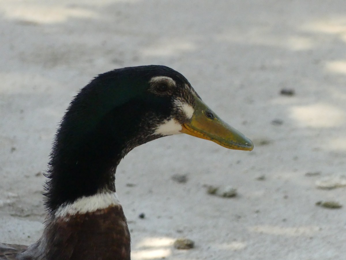 Mallard (Domestic type) - ML620887975