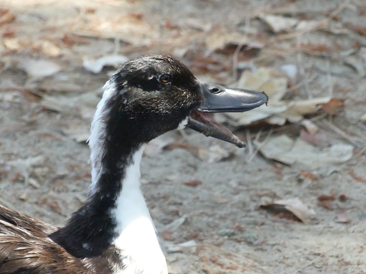 Canard colvert (forme domestique) - ML620887980