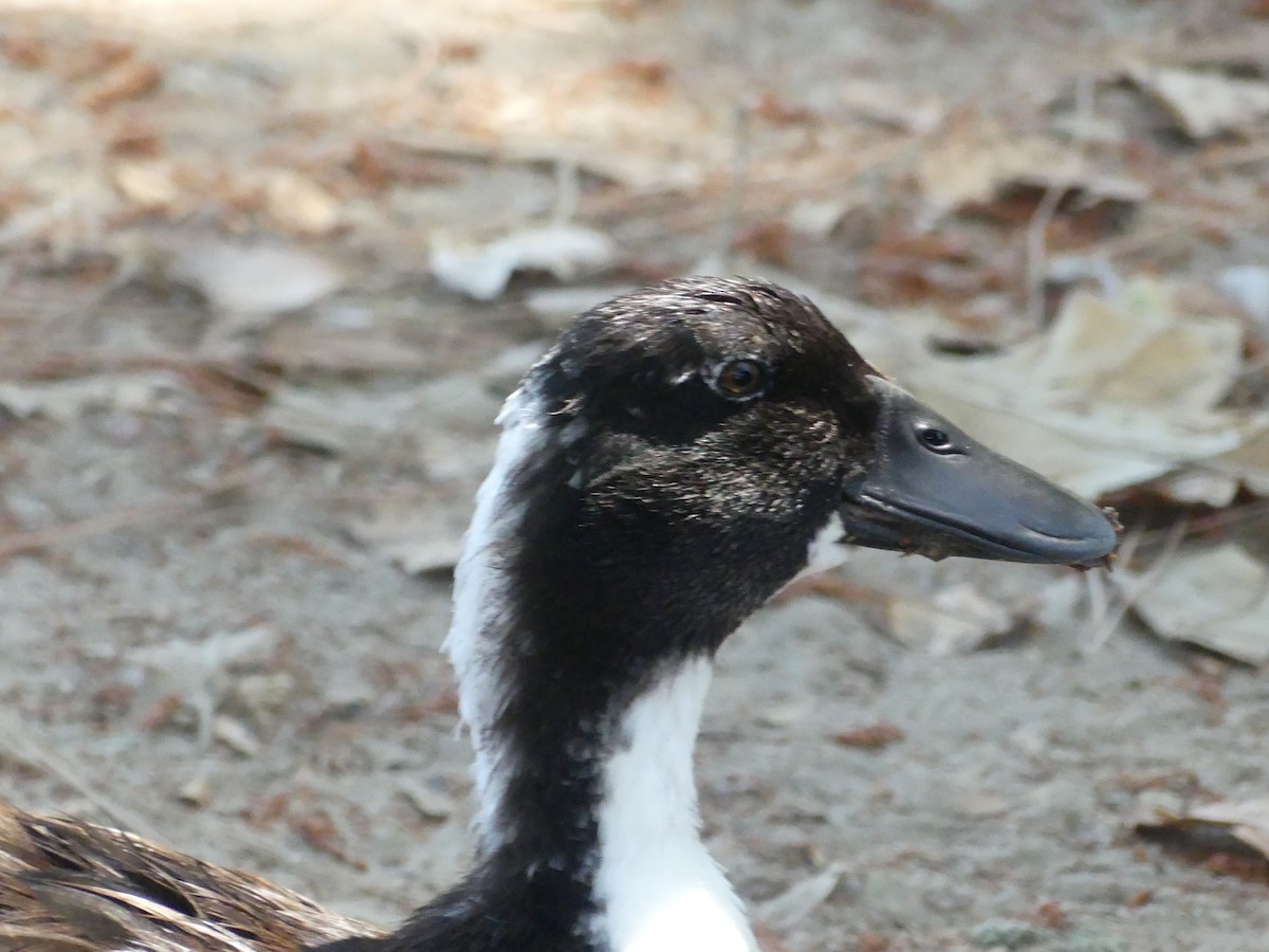 Canard colvert (forme domestique) - ML620887981