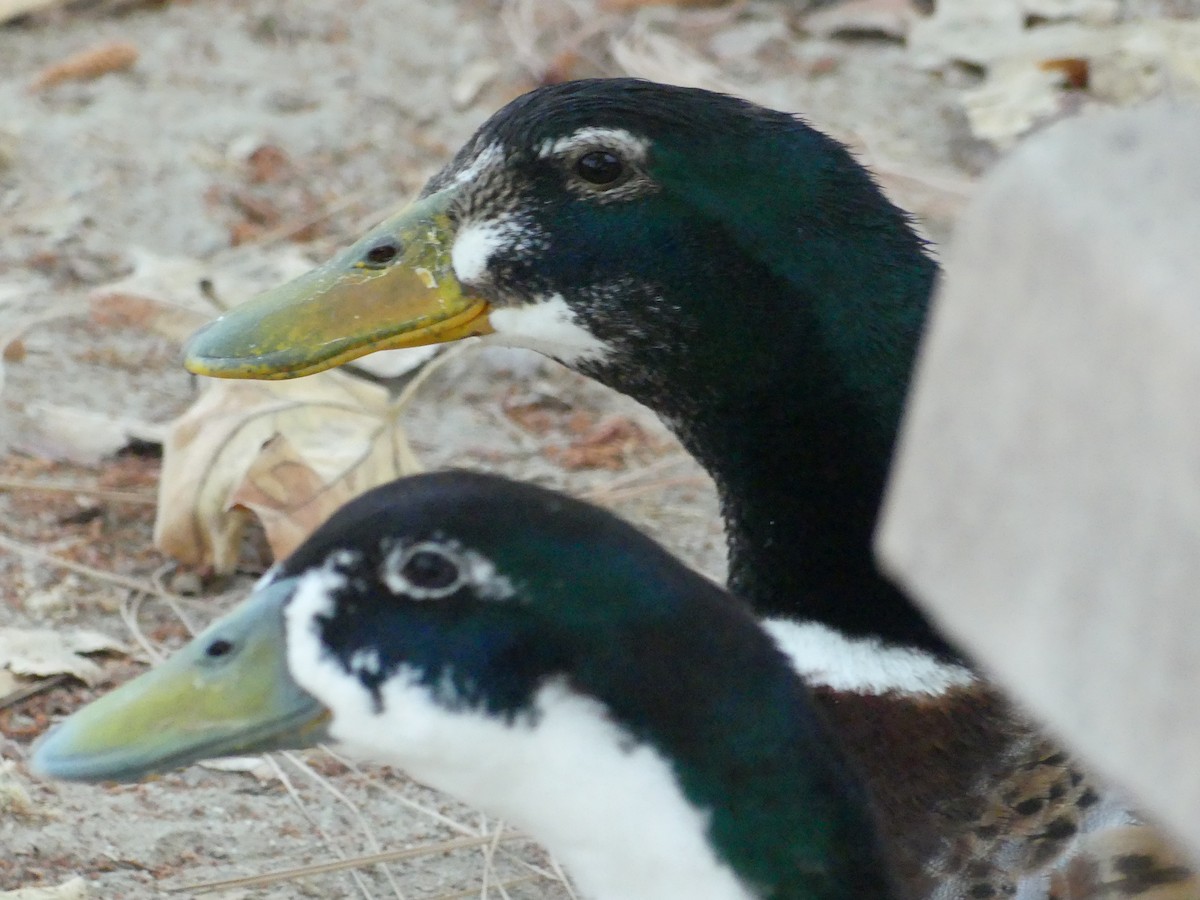 Canard colvert (forme domestique) - ML620887982