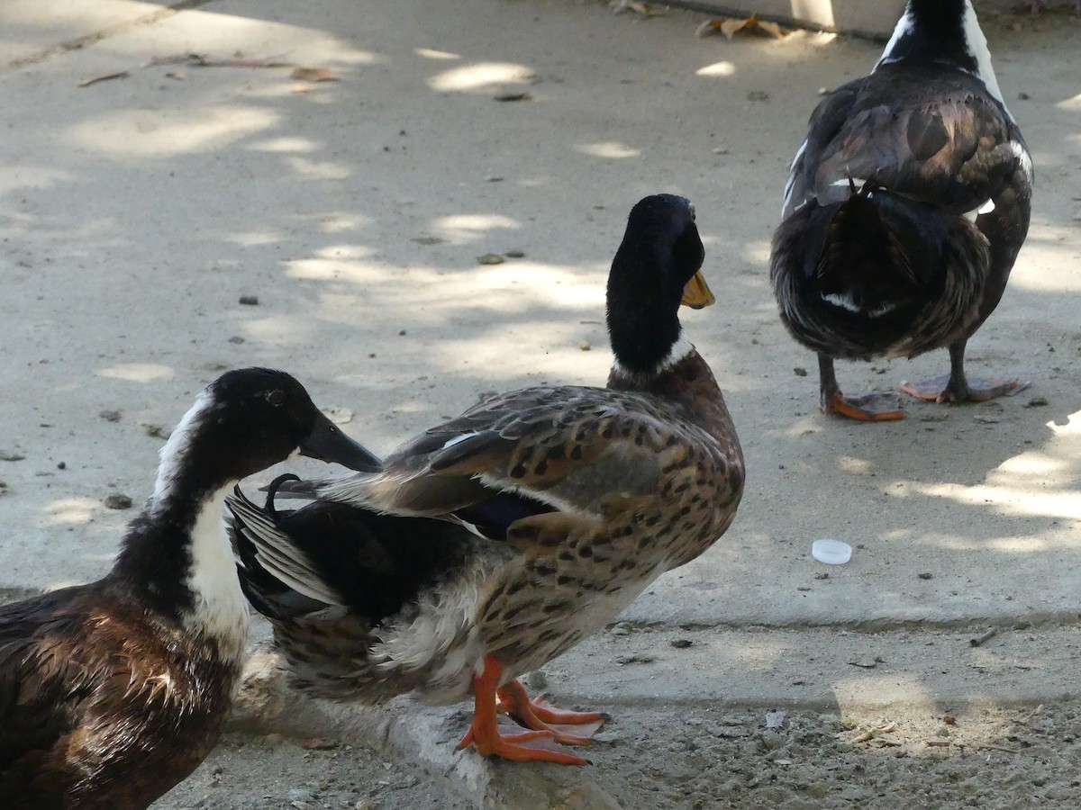 Mallard (Domestic type) - ML620887983