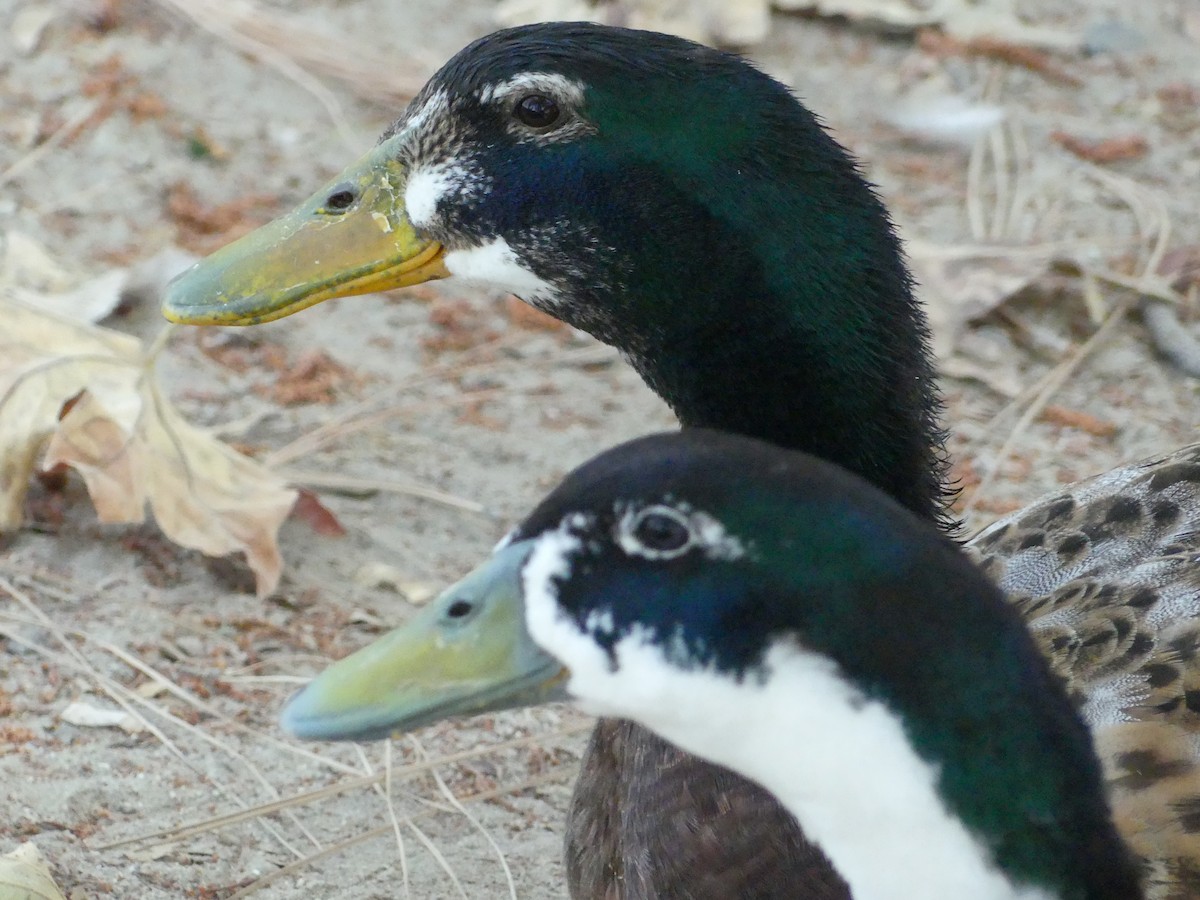 Canard colvert (forme domestique) - ML620887984