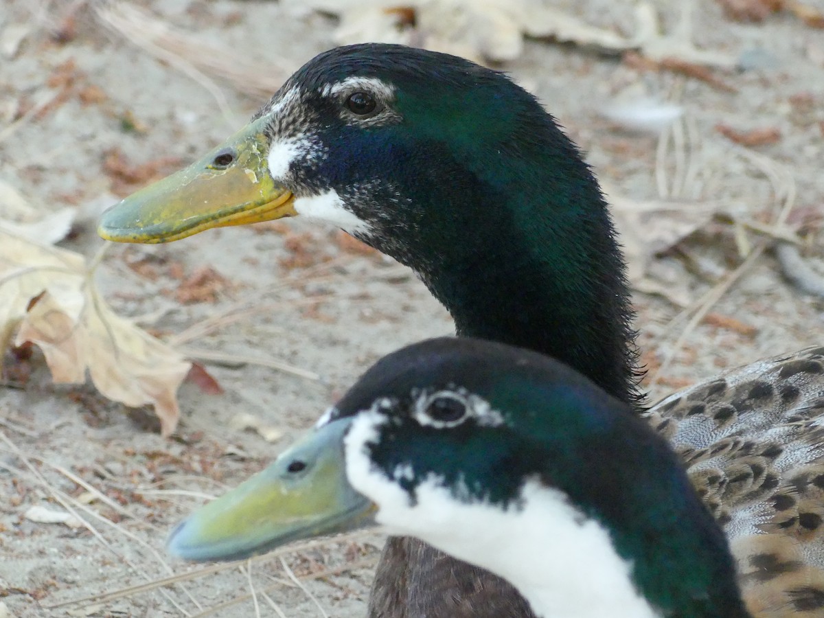 Mallard (Domestic type) - ML620887986