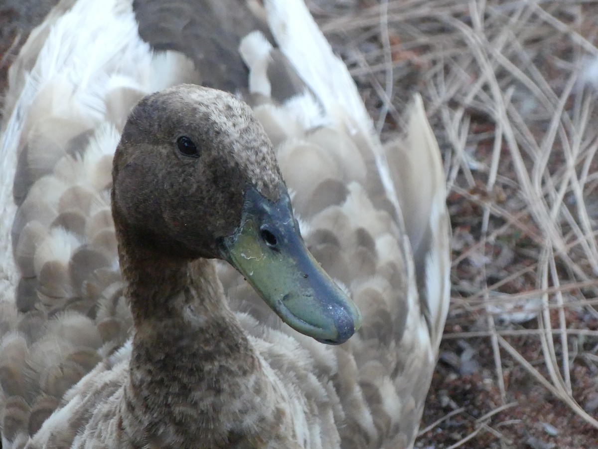 Mallard (Domestic type) - ML620887987