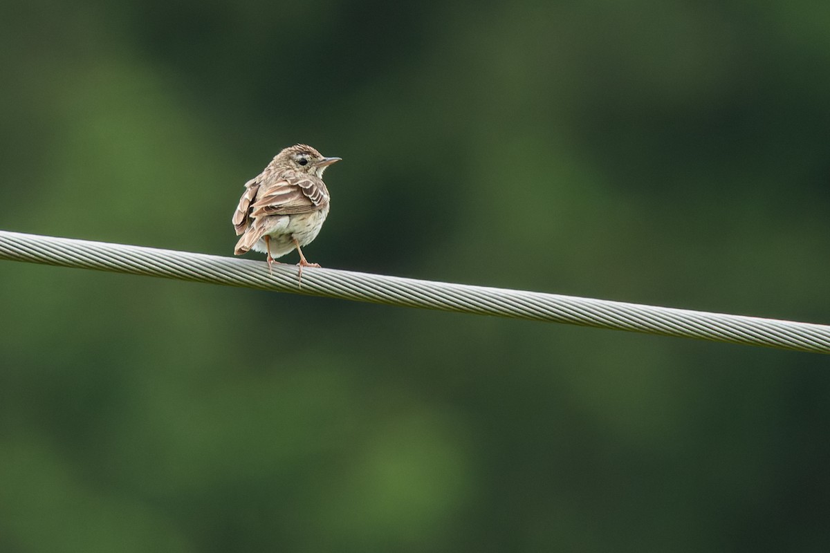 Meadow Pipit - Gabi Uhrova