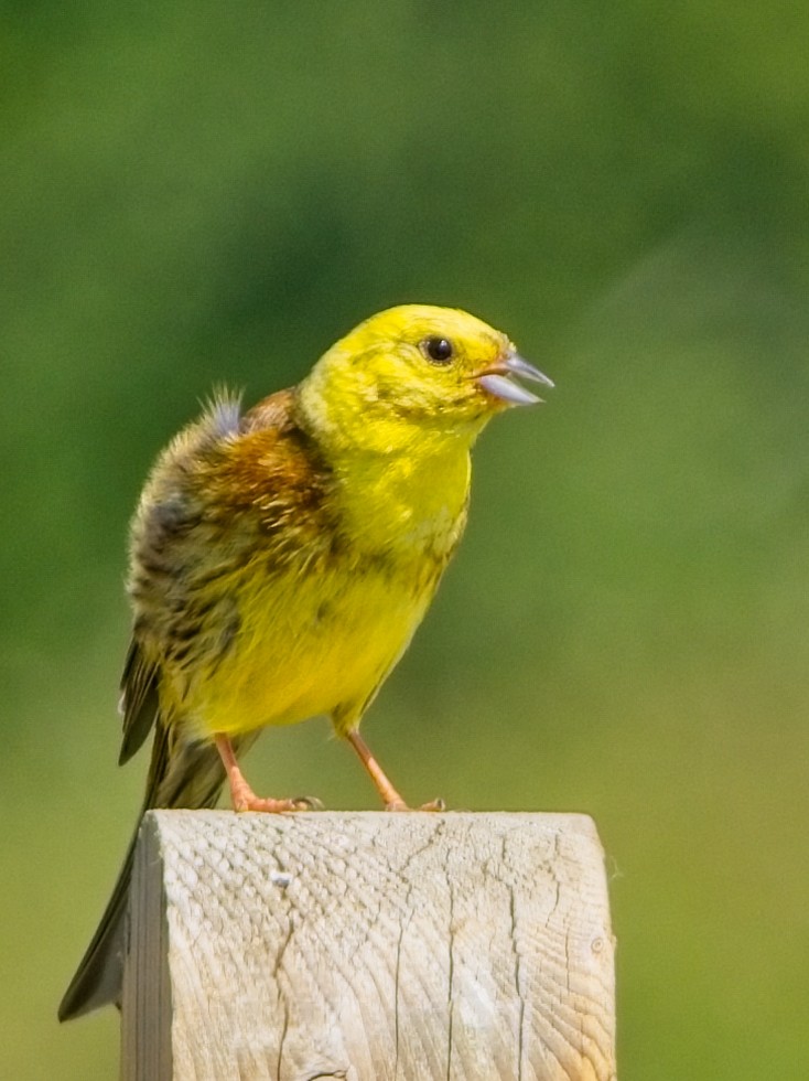 Yellowhammer - ML620887997