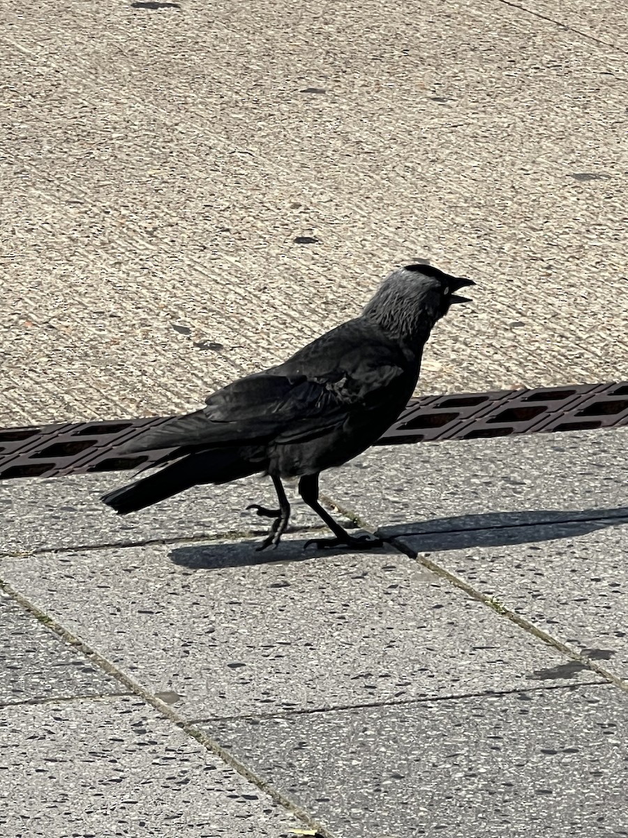 Eurasian Jackdaw - ML620887999