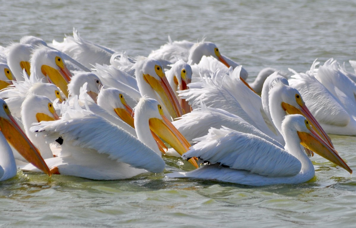 American White Pelican - ML620888000