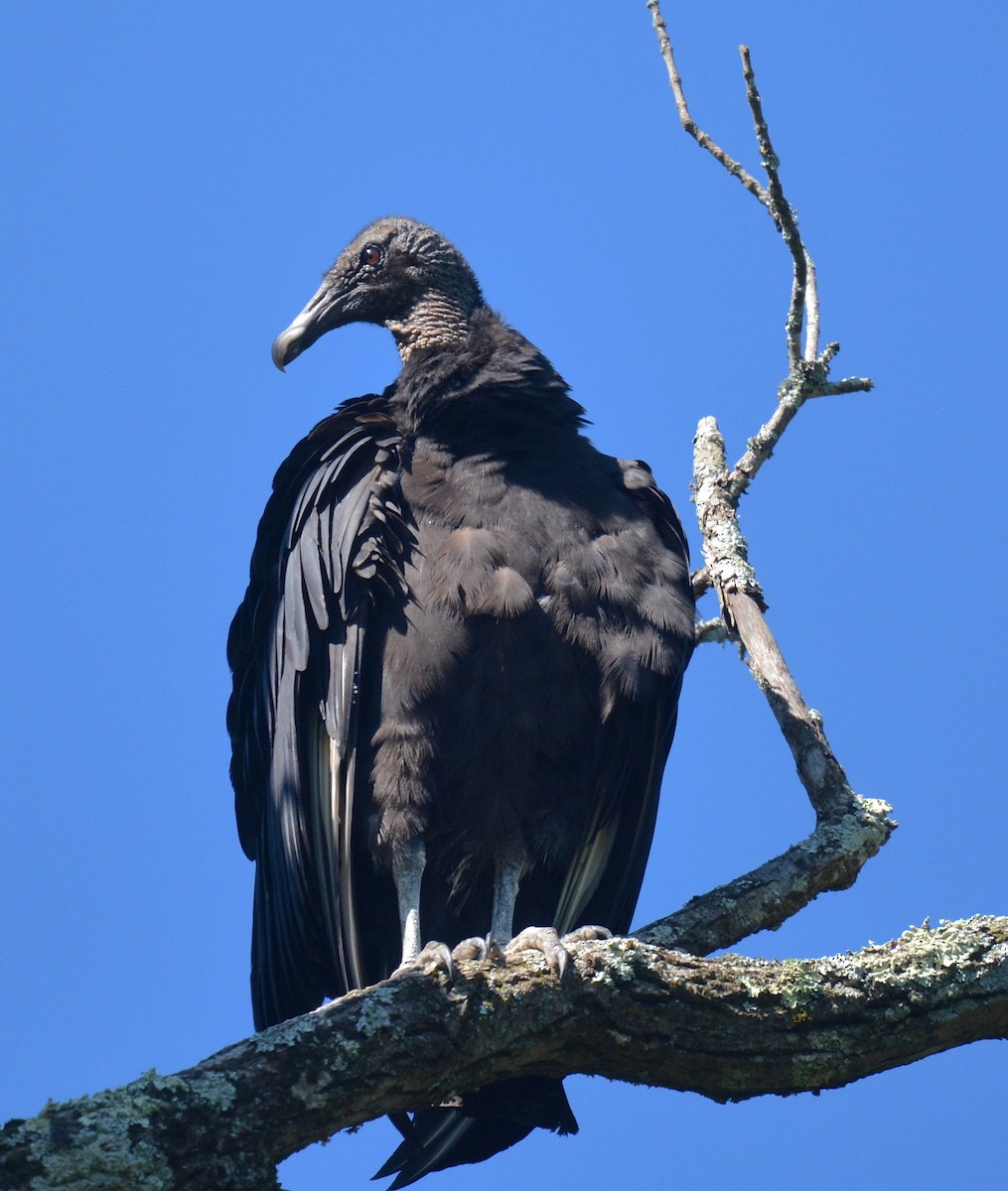 Black Vulture - ML620888001