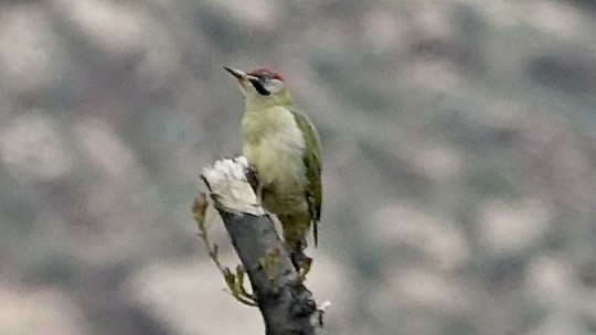 Levaillant's Woodpecker - Jan Ekkers