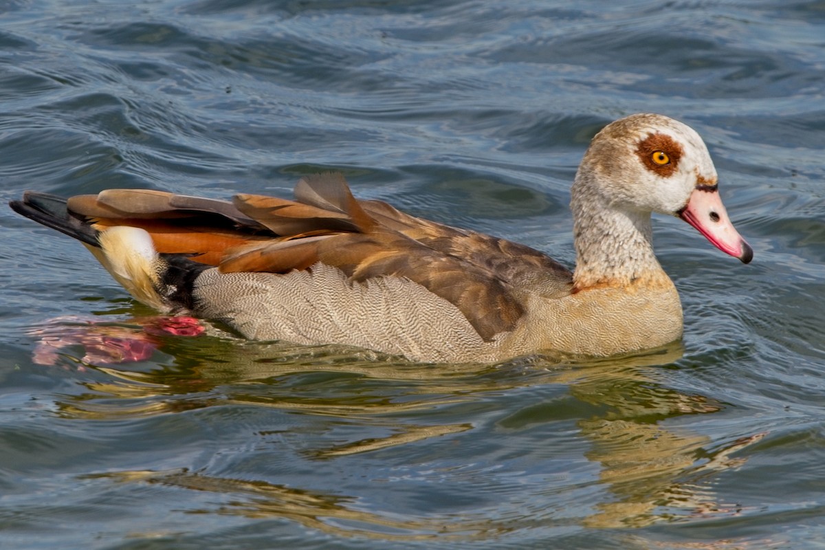 Egyptian Goose - ML620888004