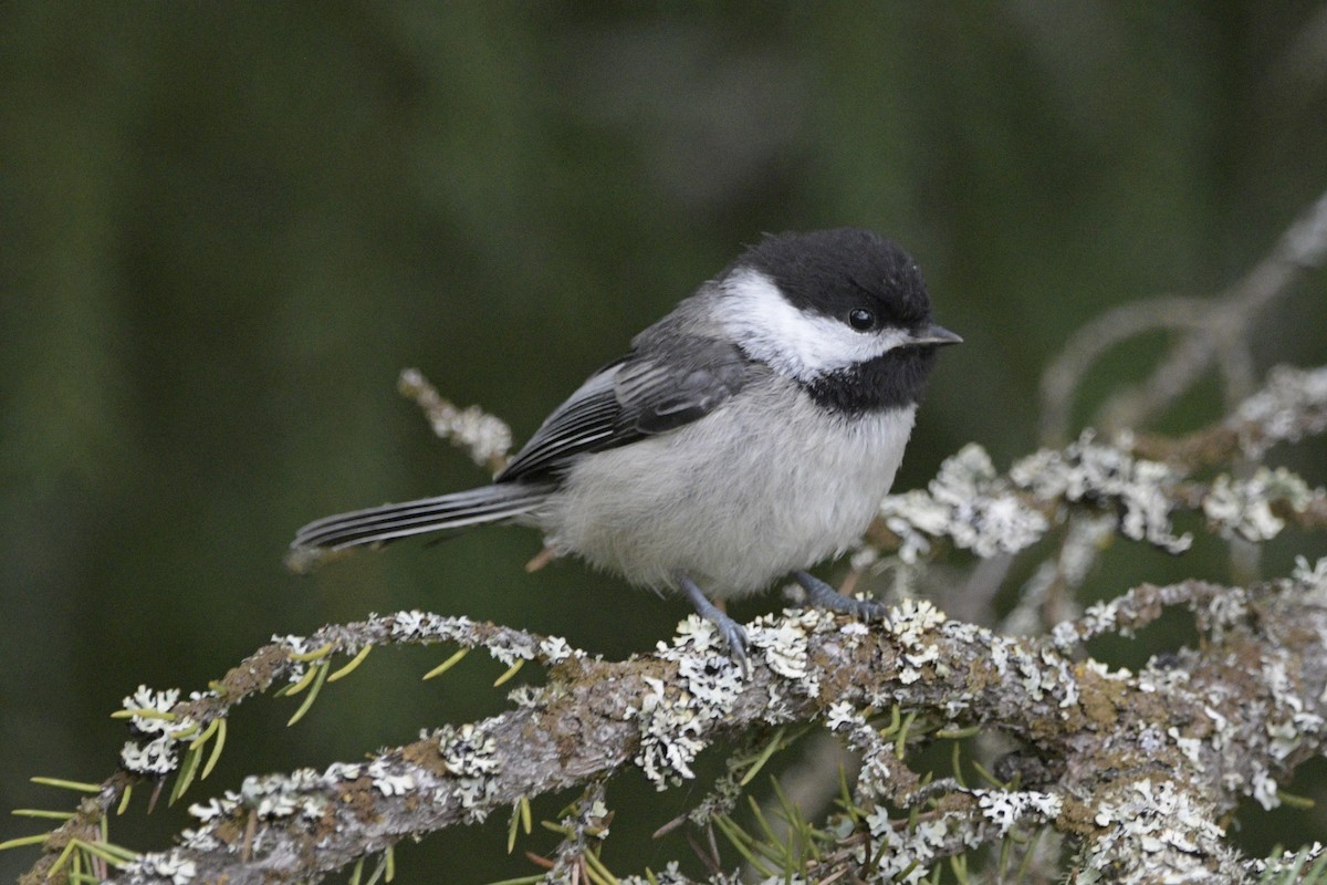 Black-capped Chickadee - ML620888005