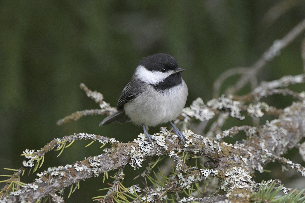 Black-capped Chickadee - Ian Thomson