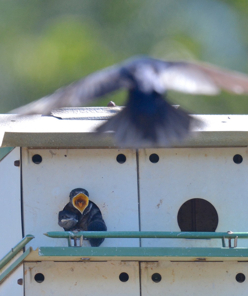 Purple Martin - ML620888007