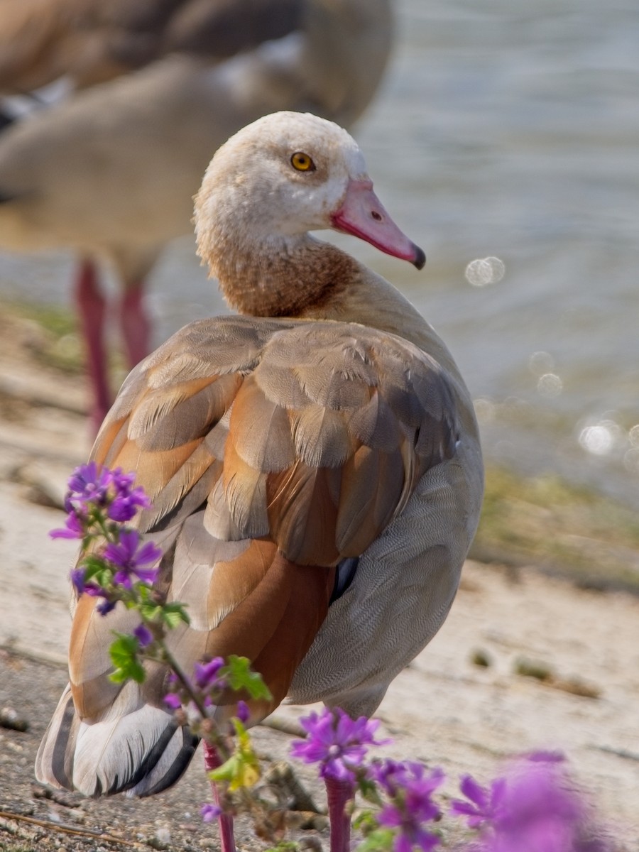 Egyptian Goose - ML620888009