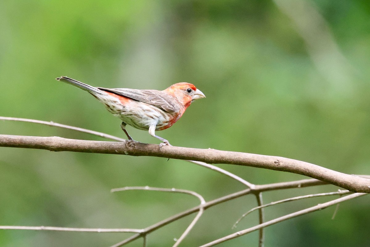 House Finch - ML620888010