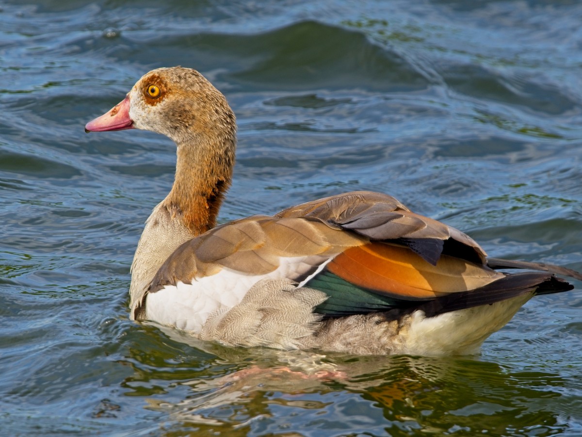 Egyptian Goose - ML620888011