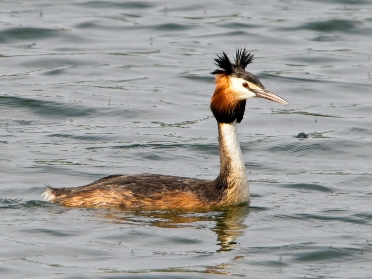 Great Crested Grebe - ML620888012