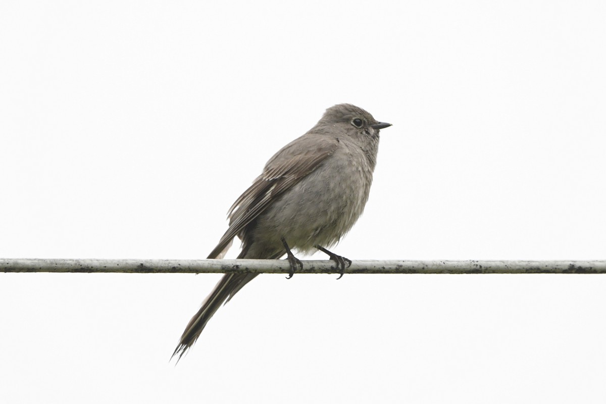 Townsend's Solitaire - ML620888015